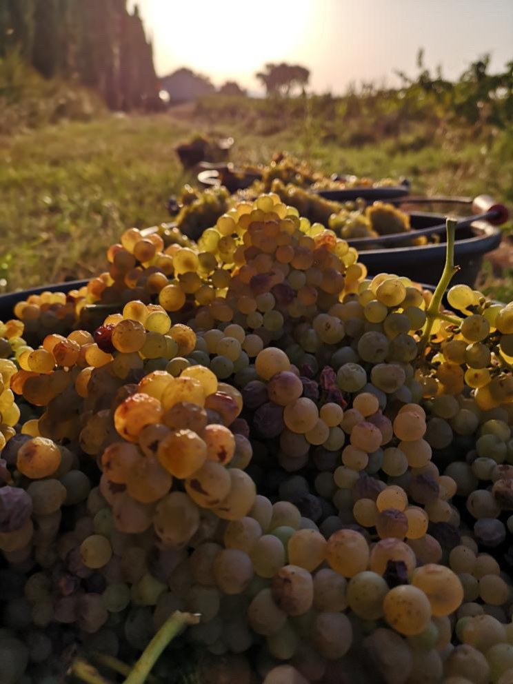 Vendanges 2023 - Le coup d'envoi