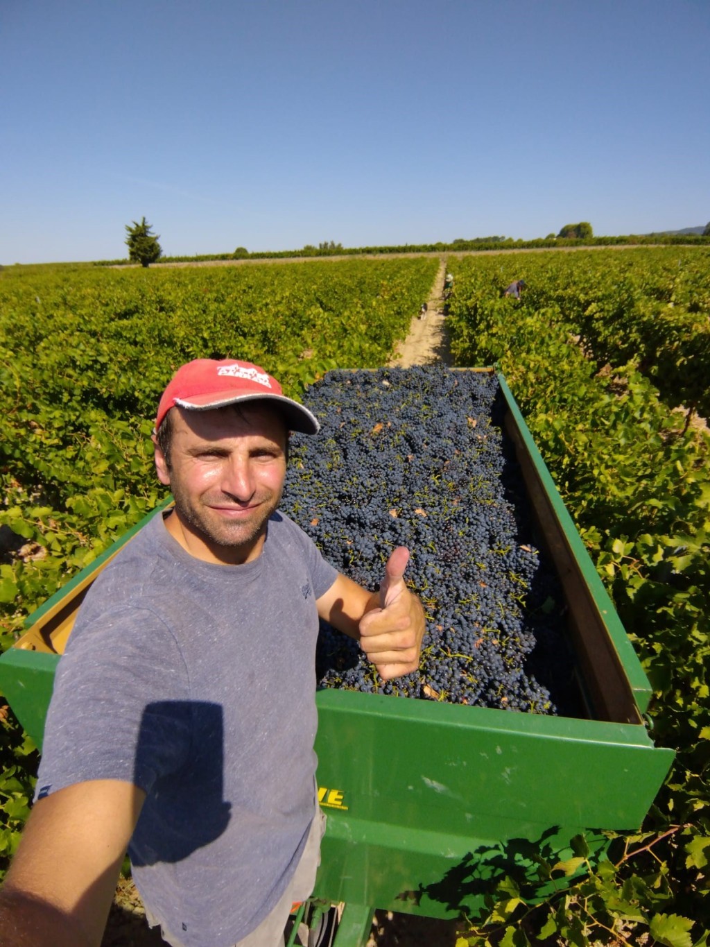 Vendanges 2023  - Bilan du millésime 2023 