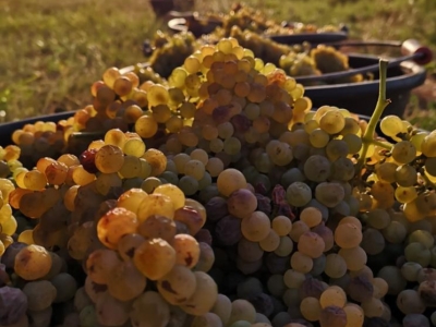 Vendanges 2023 - Le coup d'envoi