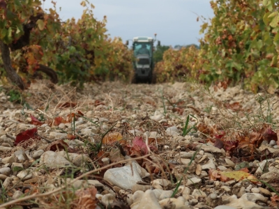 Nos artisans vignerons s'engagent : Anthony Gaumon