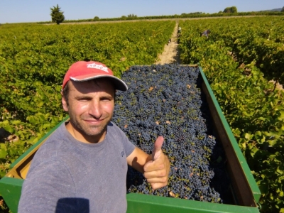 Vendanges 2023  - Bilan du millésime 2023 