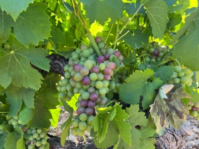 Harvest is expected in early August